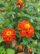 Image of French marigold