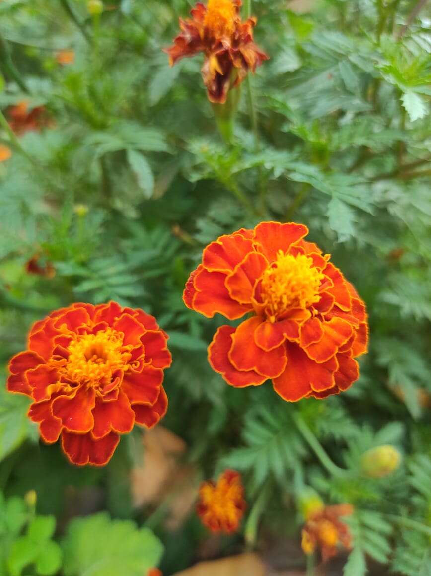 Tagetes erecta L. resmi