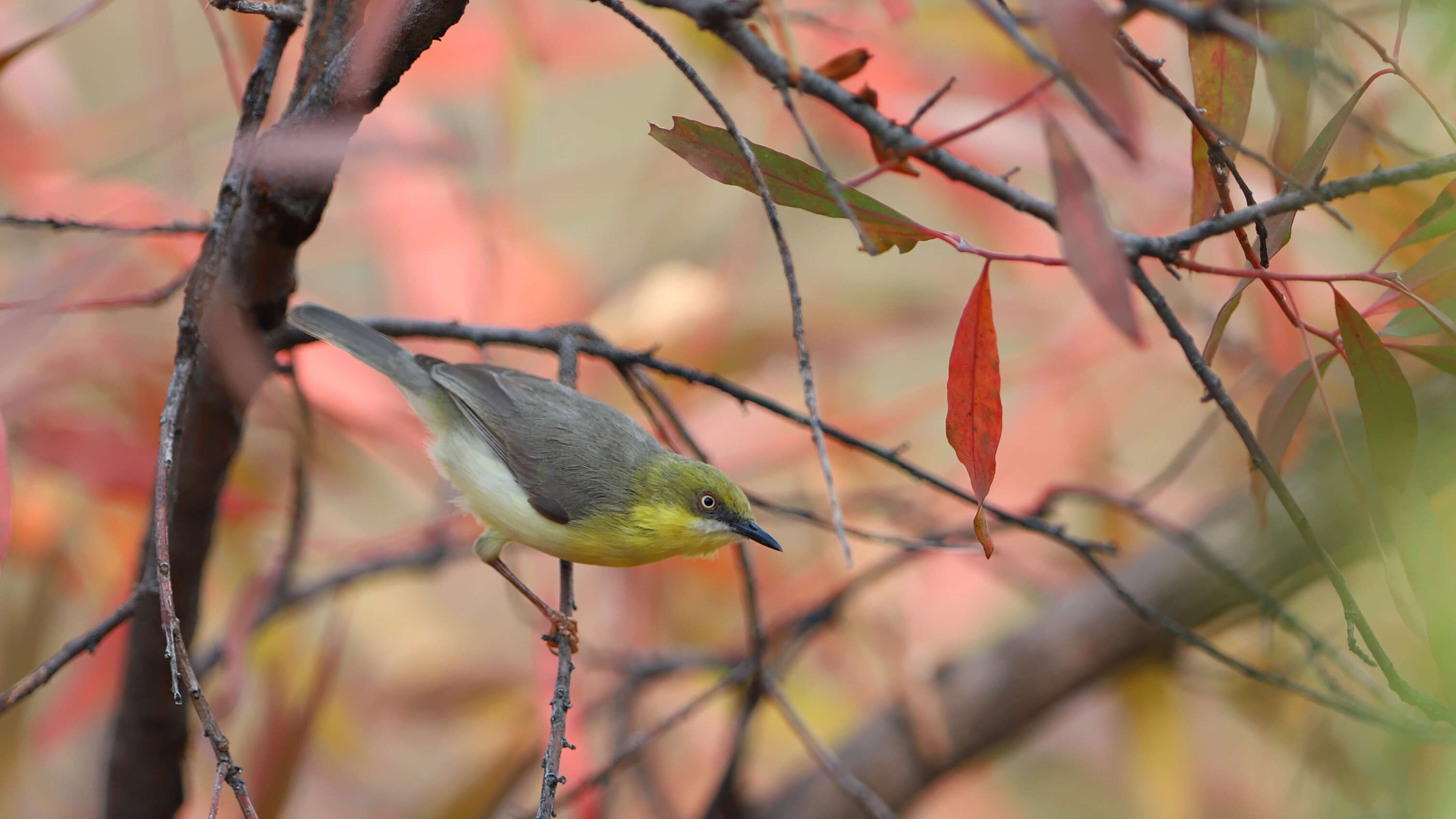 Image of Green-capped Eremomela