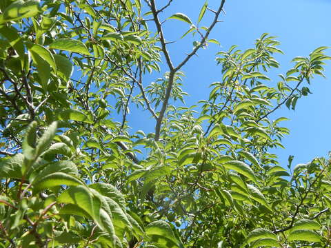 Image of American Plum