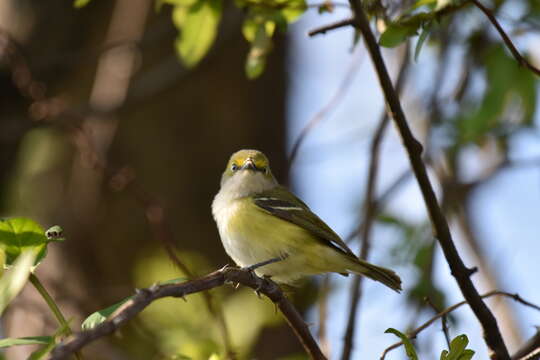 Слика од Vireo griseus (Boddaert 1783)