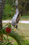 Image of Noisy Miner