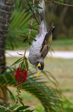 Image of Noisy Miner