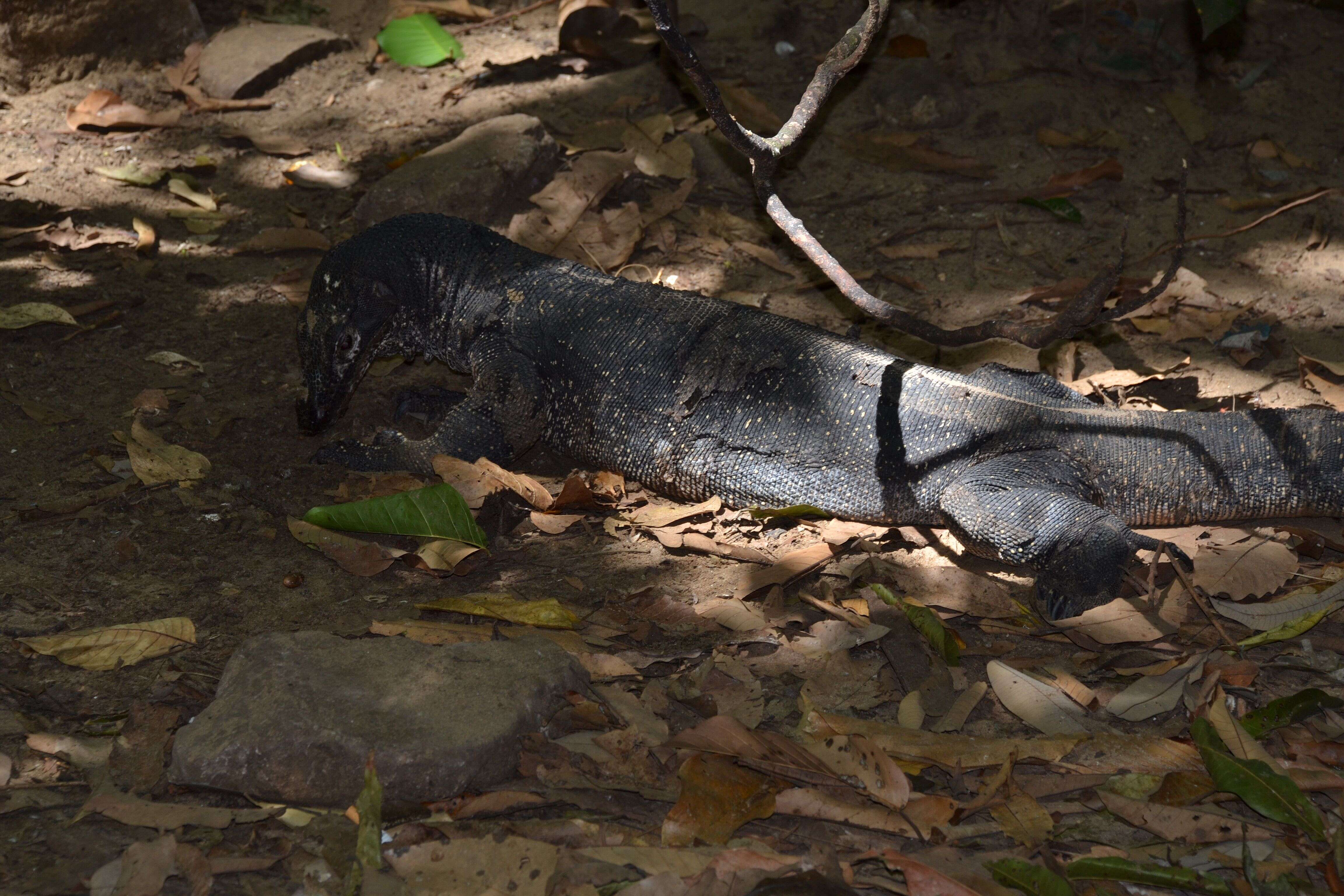 Image of Varanus palawanensis Koch, Gaulke & Böhme 2010