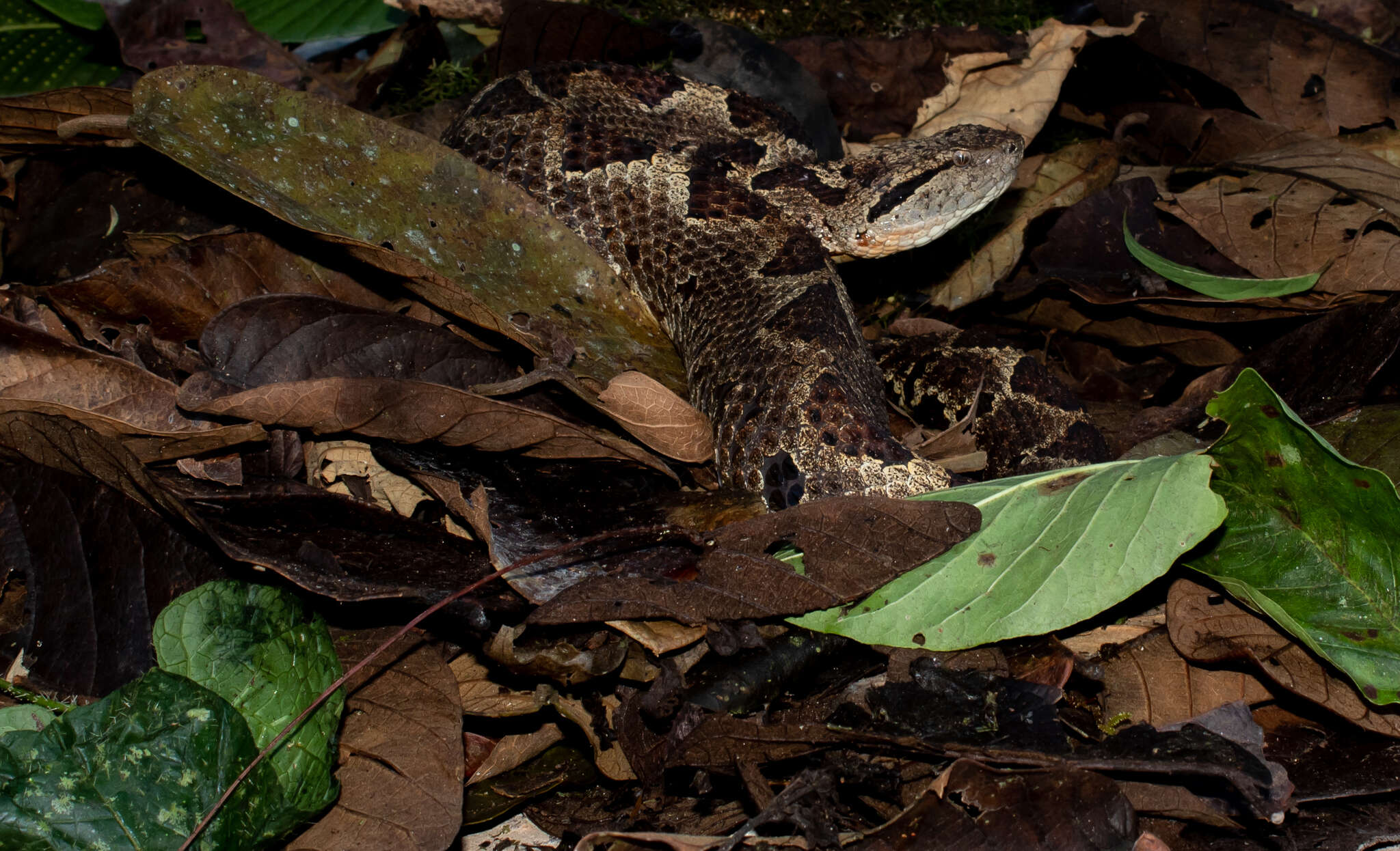 Image of Jumping Pit Viper