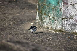 Image of White-browed Wagtail