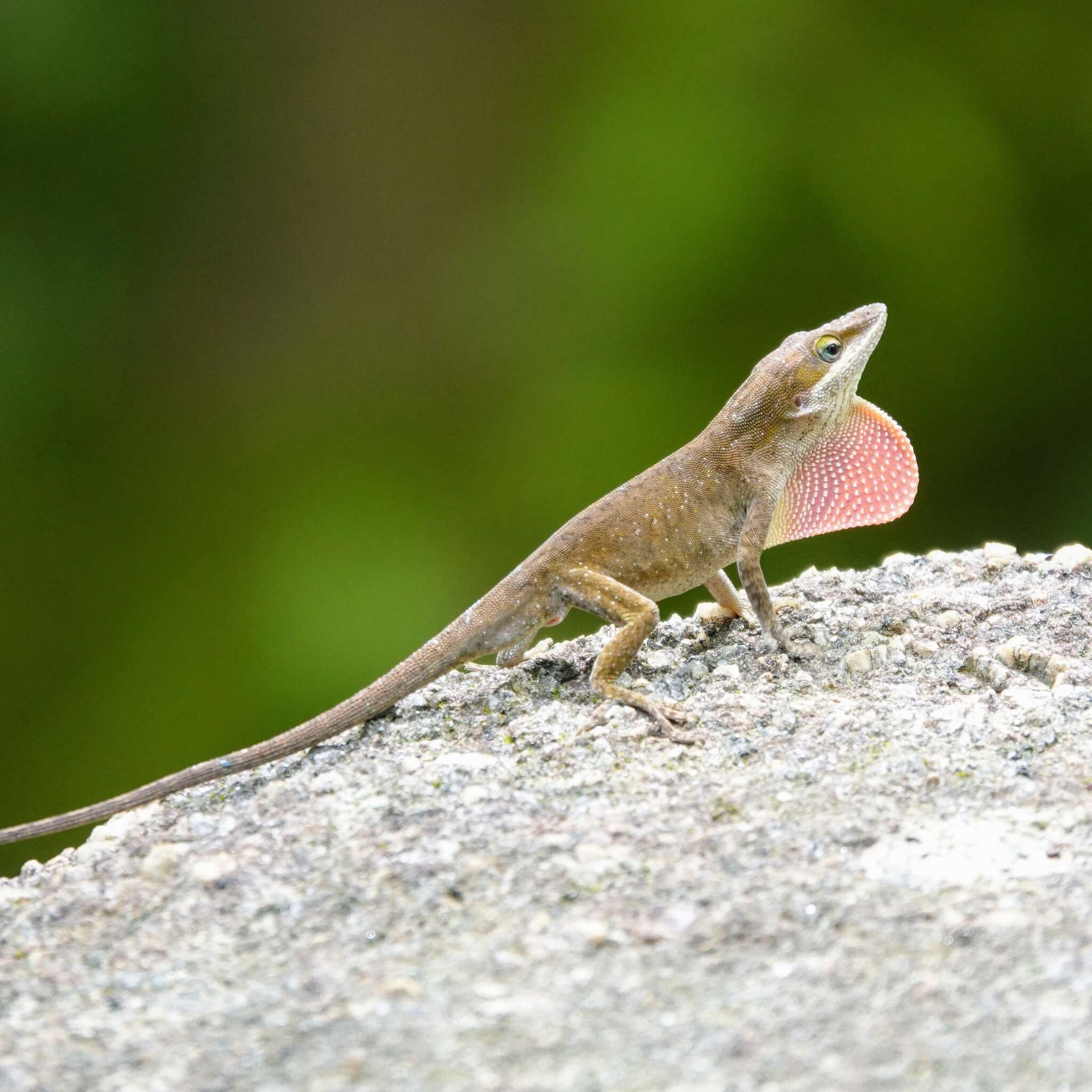 Sivun Anolis carolinensis Voigt 1832 kuva