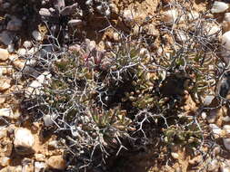 Image of Tylecodon reticulatus (L. fil.) H. Tölken