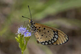 Image of Acraea terpsicore