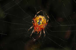 Image of Angulate & Roundshouldered Orbweaver