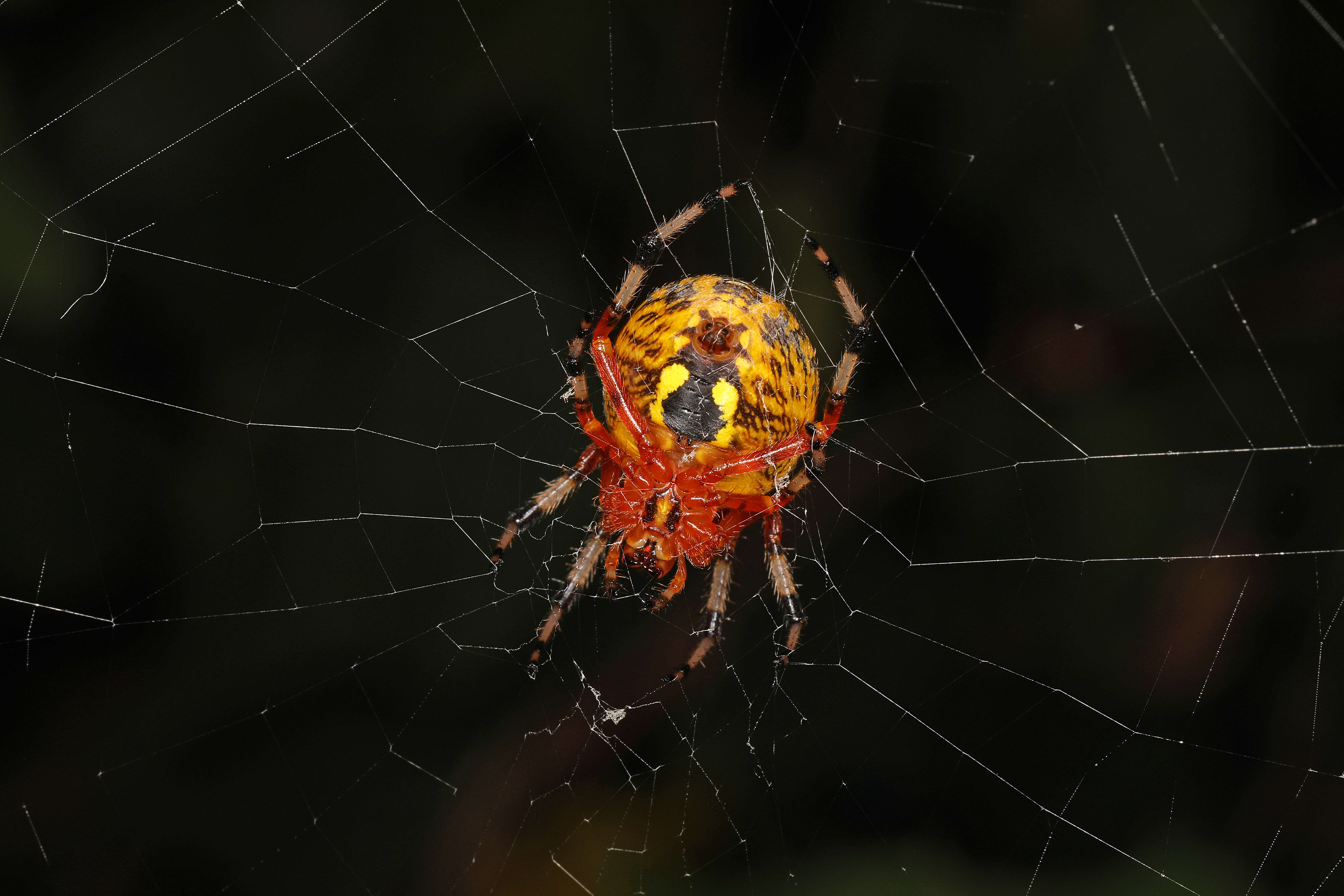 Image of Angulate & Roundshouldered Orbweaver