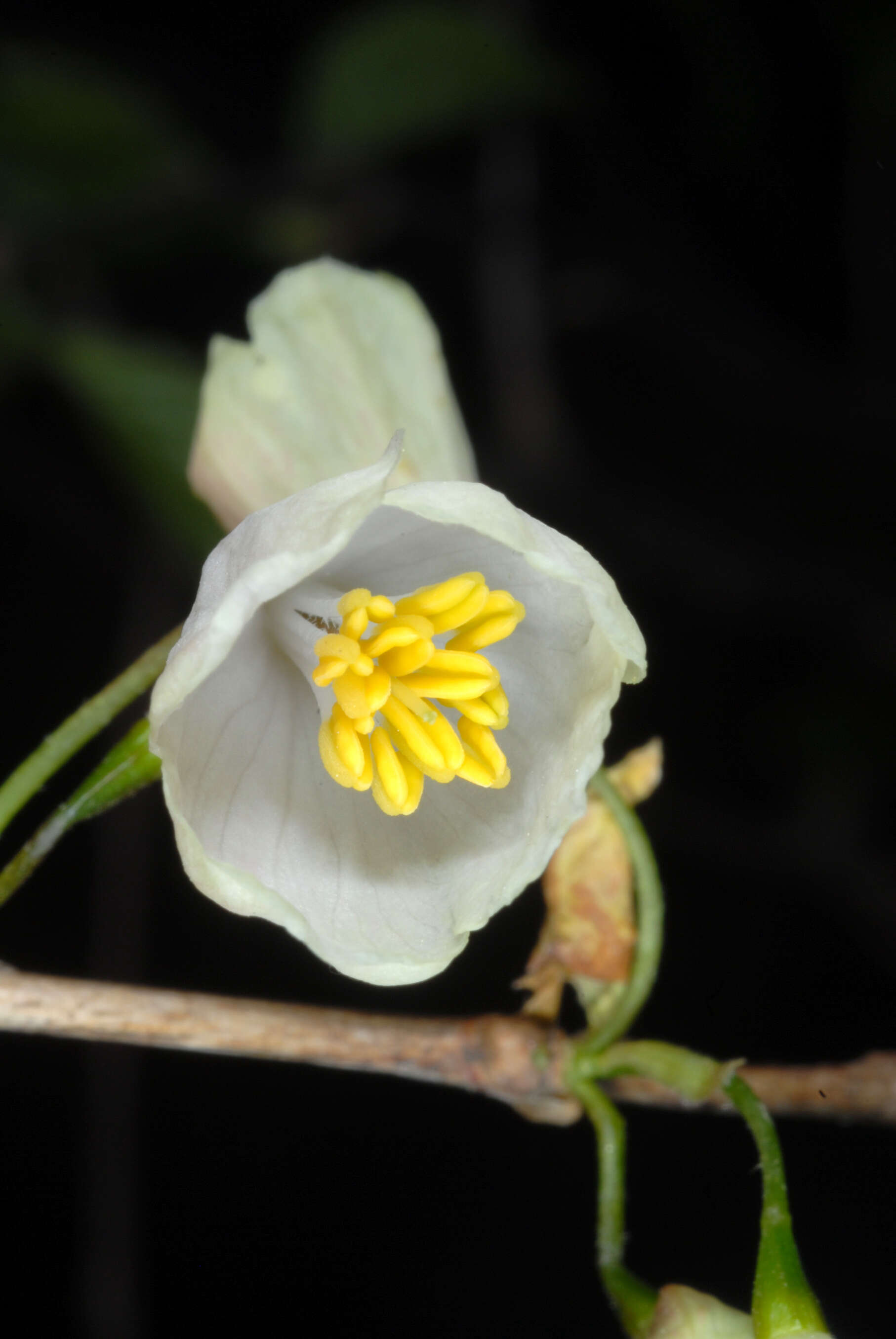 Image de Halesia tetraptera J. Ellis