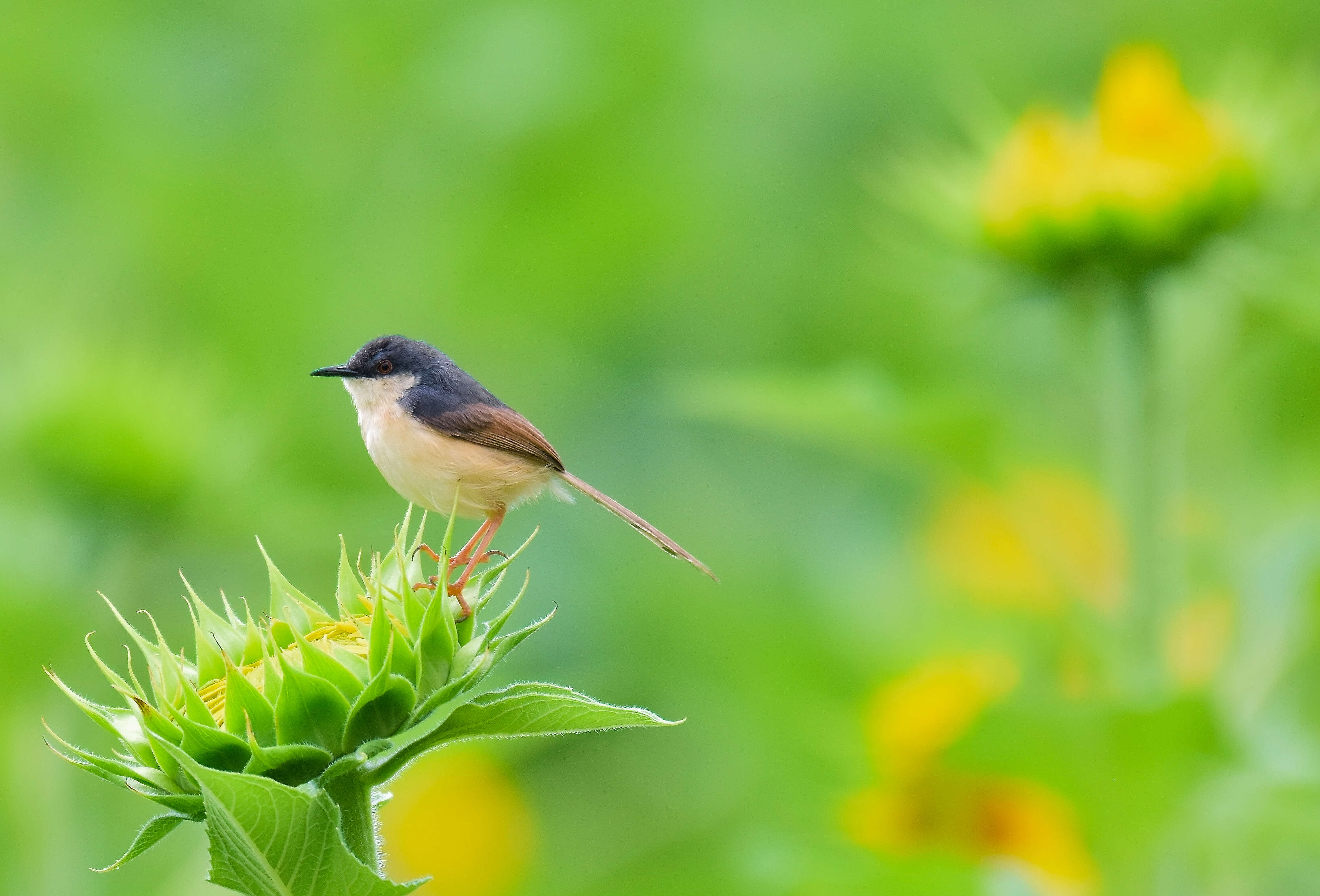 Image of Ashy Prinia