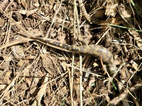 Image of Barred Tiger Salamander