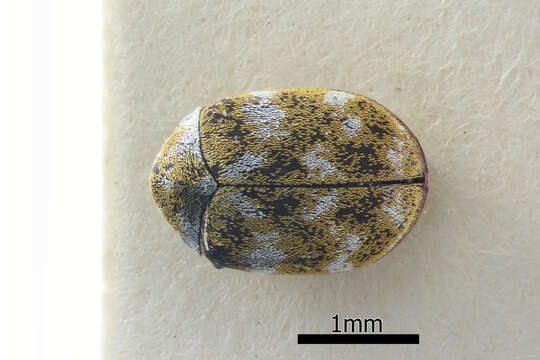 Image of Sacramento Anthicid Beetle