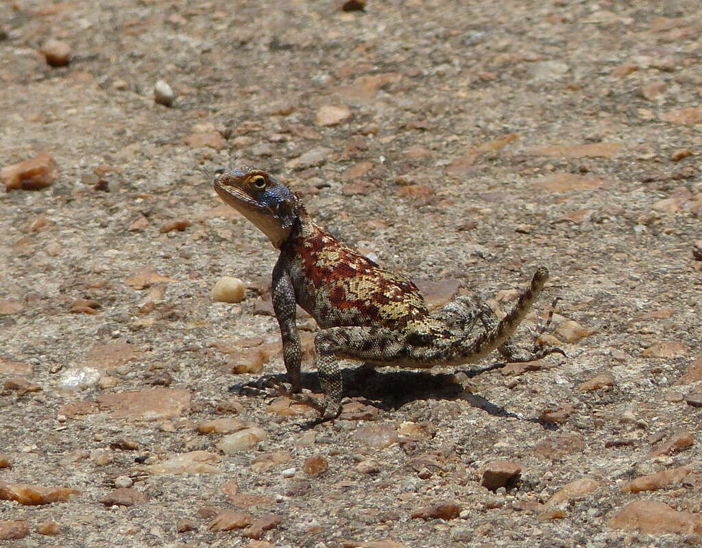 Image of Kirk's Rock Agama