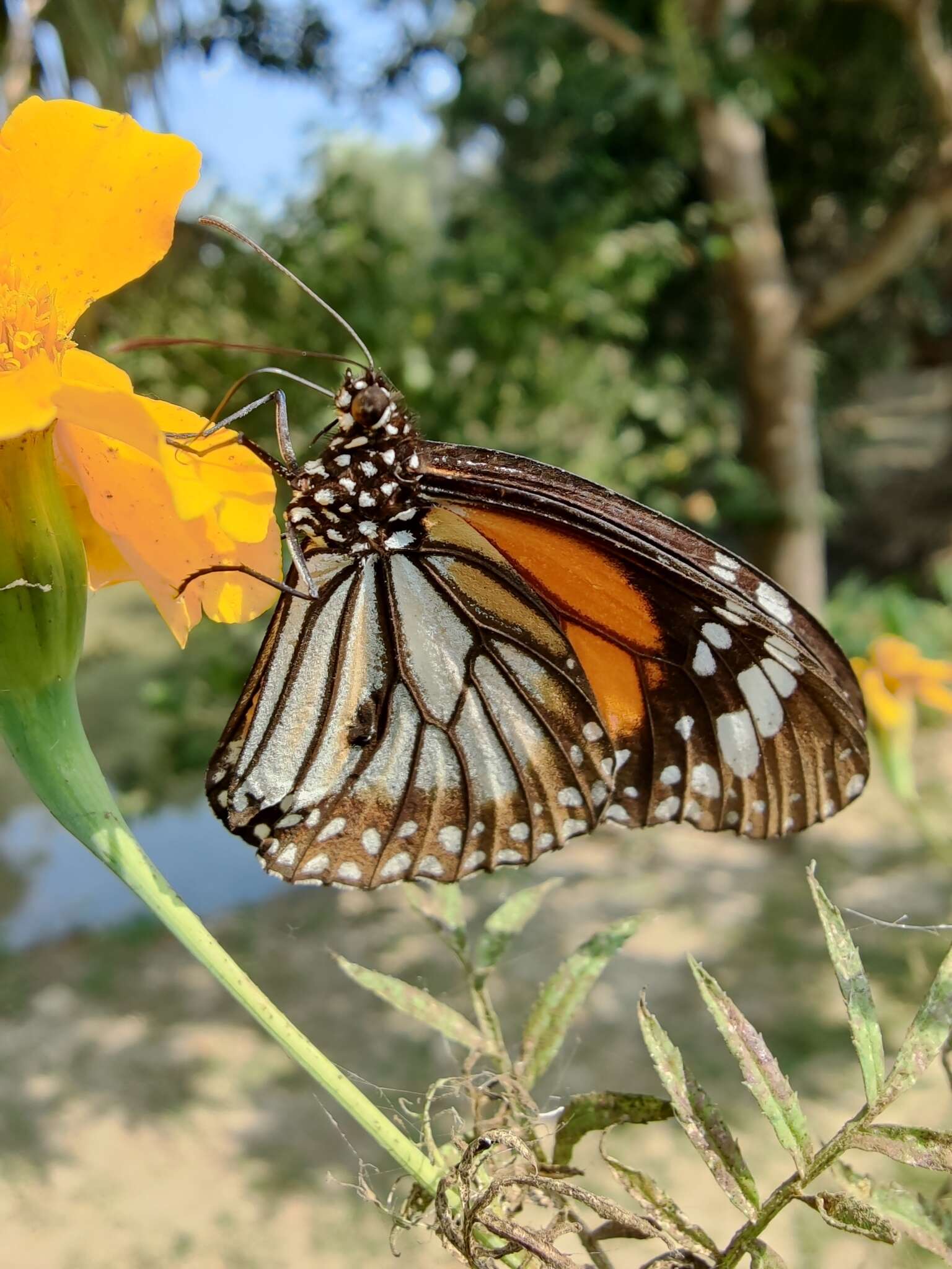 Plancia ëd Danaus (Anosia) melanippus Cramer 1777