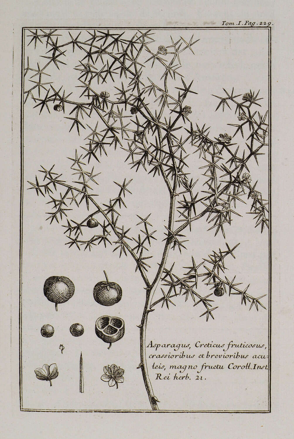 Image of Asparagus aphyllus L.