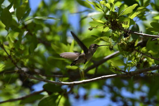 Image of Black-chinned Hummingbird