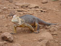 Image of Galapagos Land Iguana