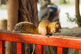 Image de Écureuil à ventre rouge