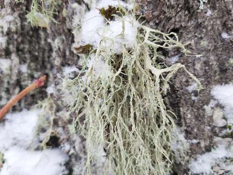 Image of farinose cartilage lichen