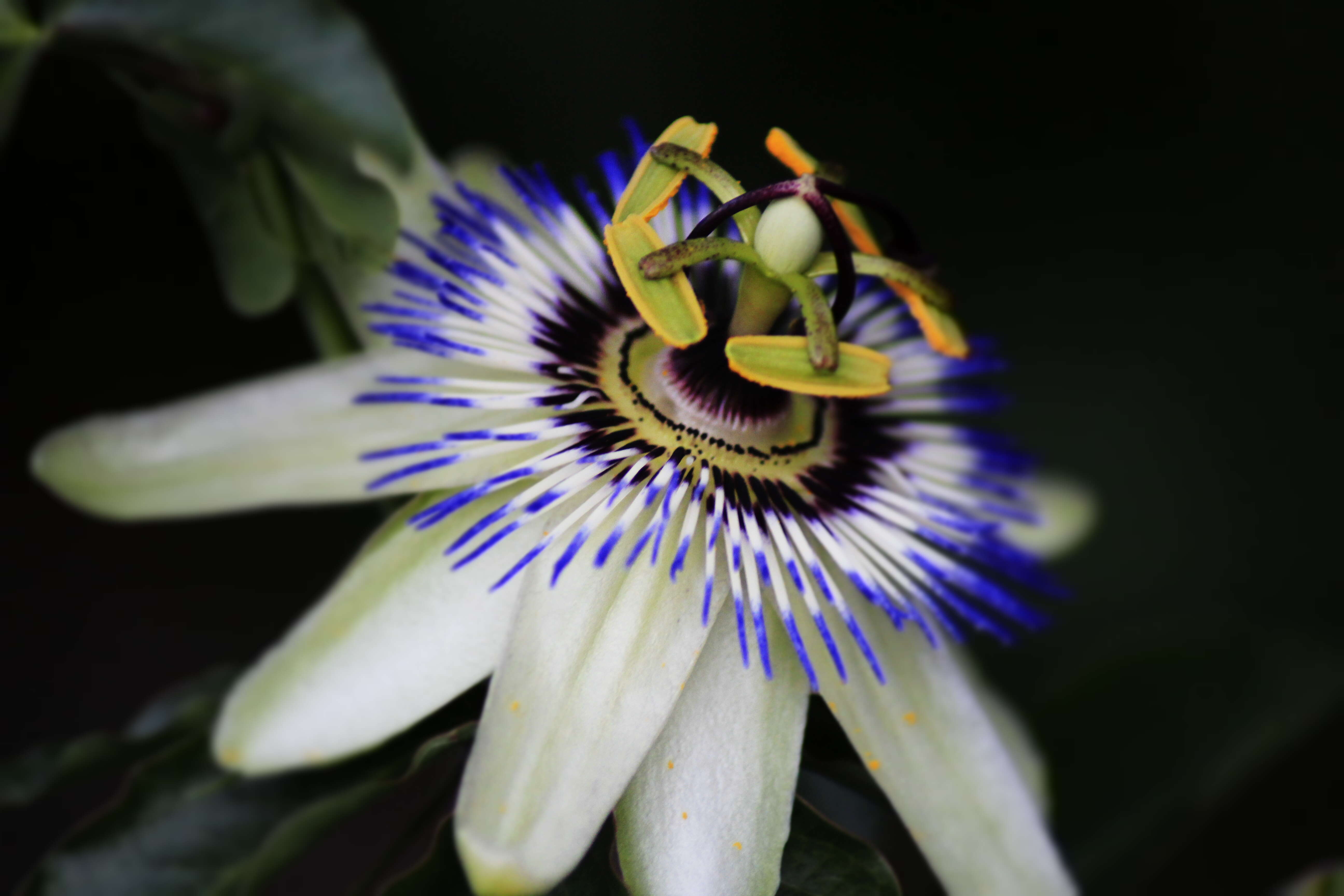 Image of Blue Passion Flower