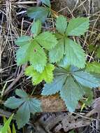 Image of silverweed