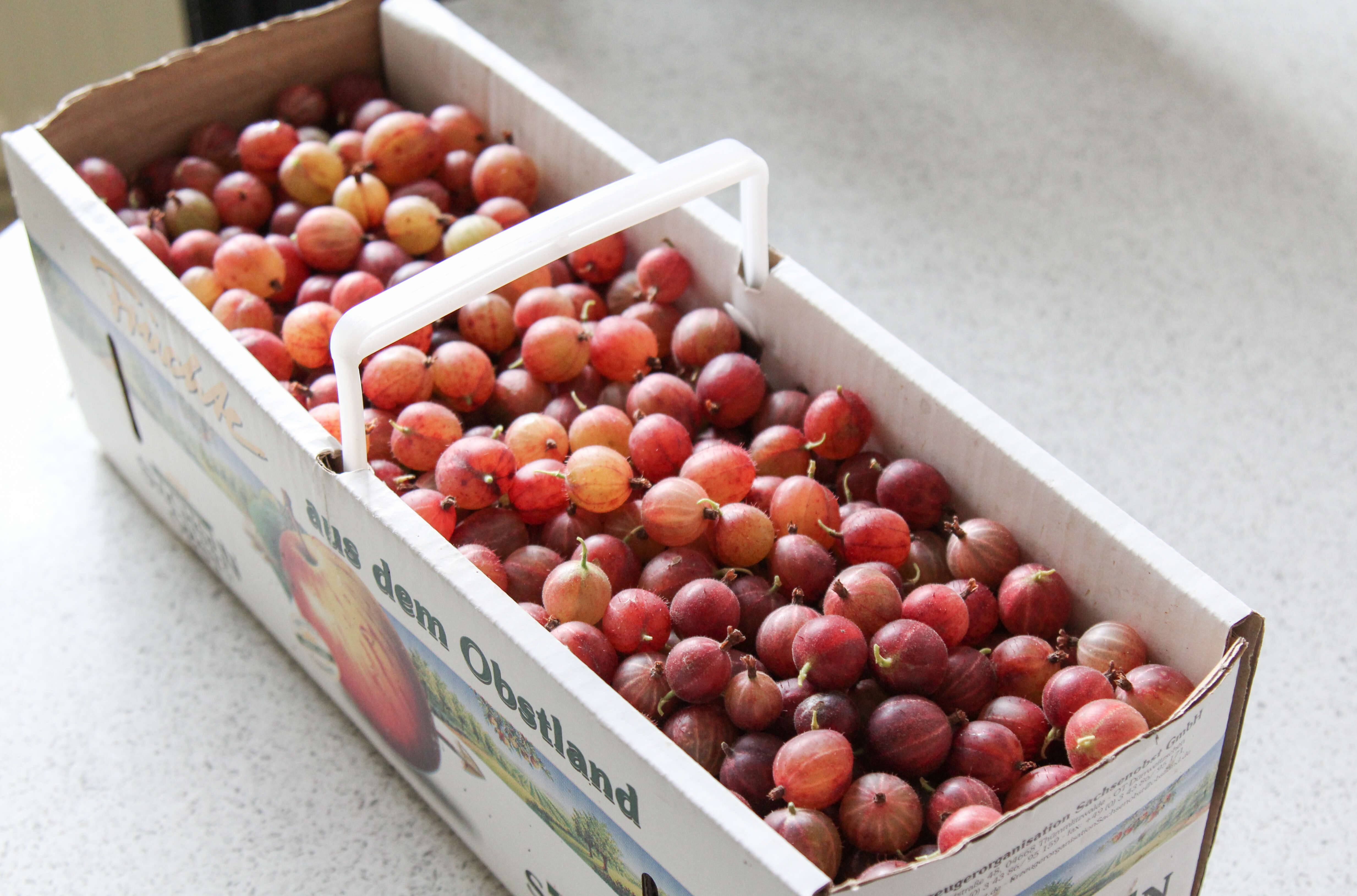 Image of European gooseberry