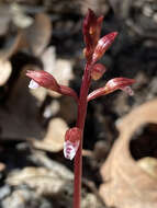 Image of Spring coralroot