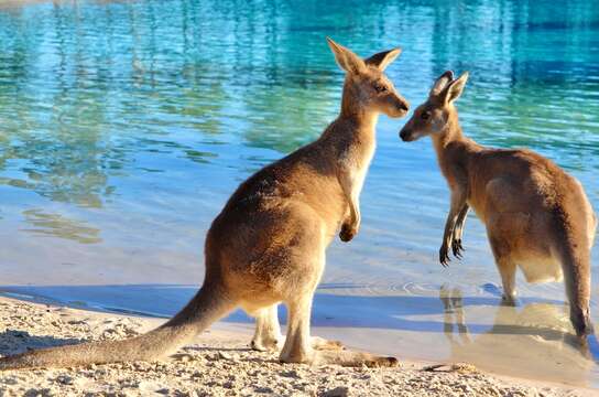 Image of kangaroo