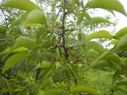 Image of American Plum