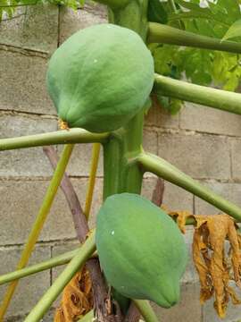 Image of papaya