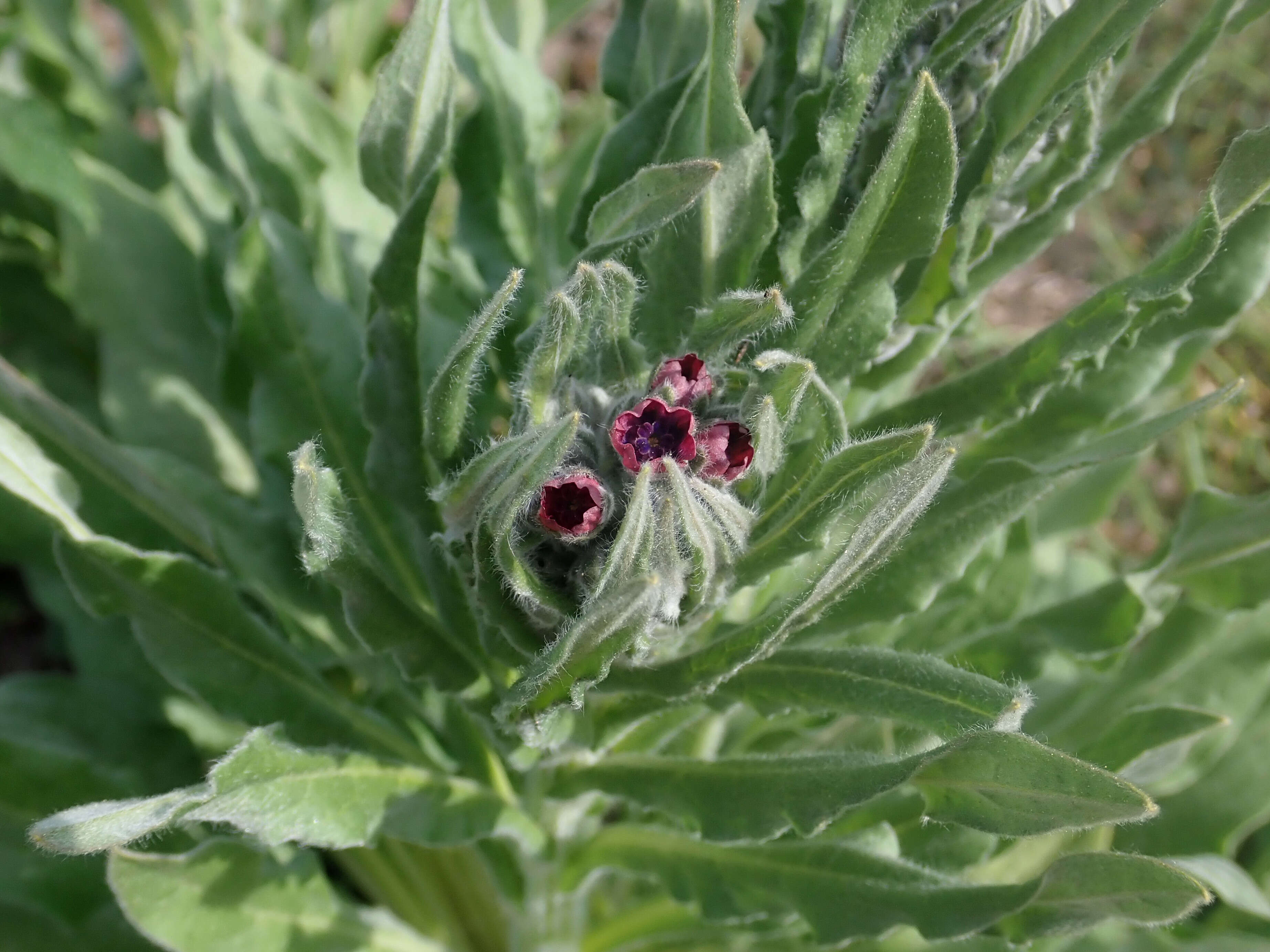 Plancia ëd Cynoglossum officinale L.