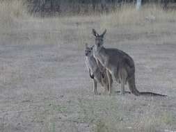 Macropus fuliginosus (Desmarest 1817) resmi