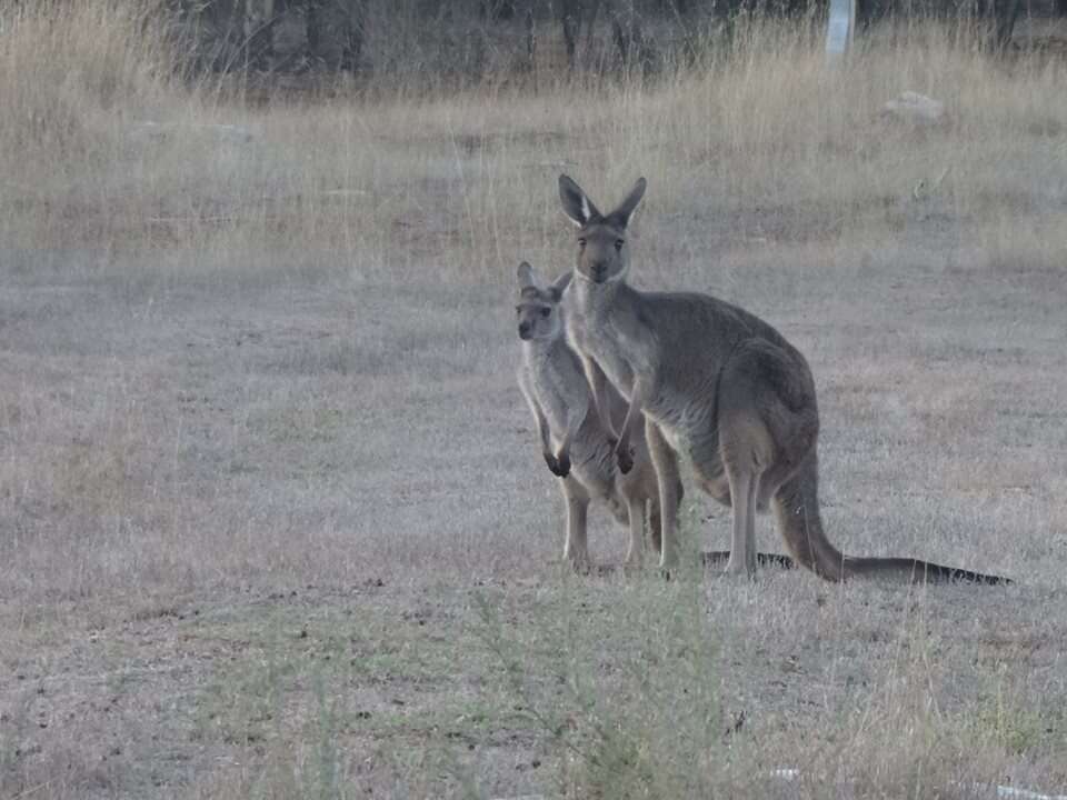 Macropus fuliginosus (Desmarest 1817) resmi