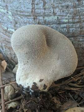 Imagem de Lycoperdon molle Pers. 1801