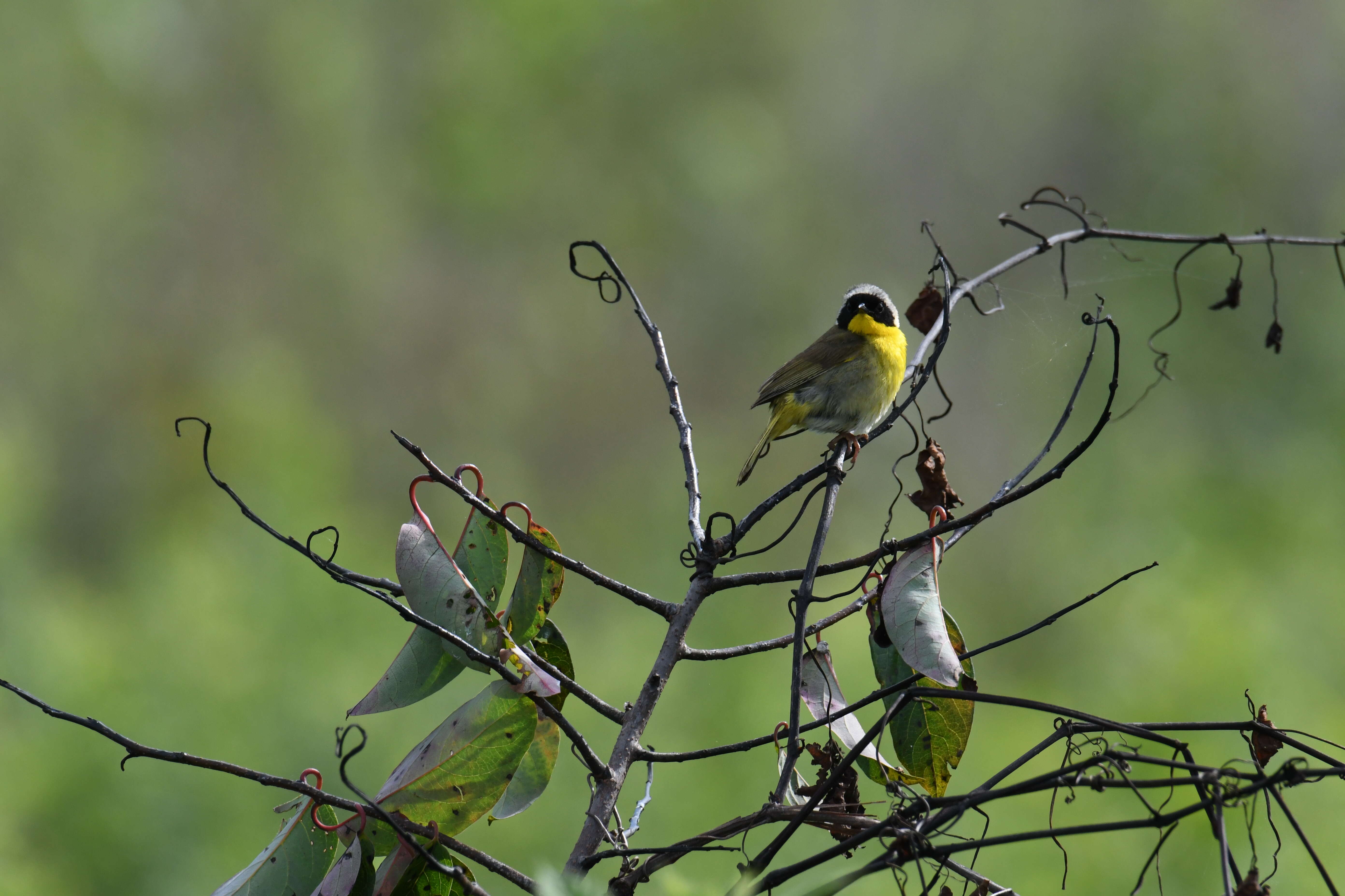 Geothlypis trichas (Linnaeus 1766) resmi