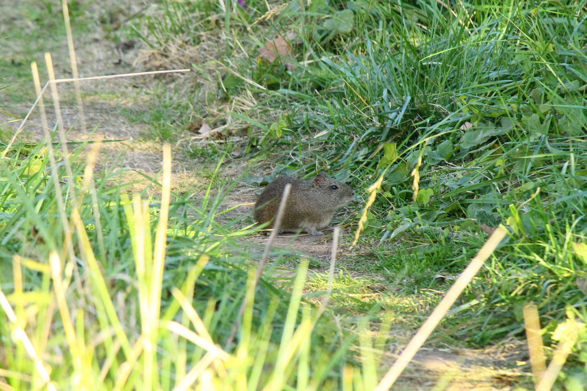 Image of Brazilian Guinea Pig