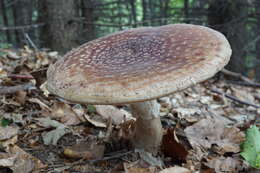 Image of Amanita rubescens Pers. 1797