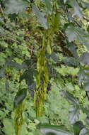 Image of Alpine Laburnum