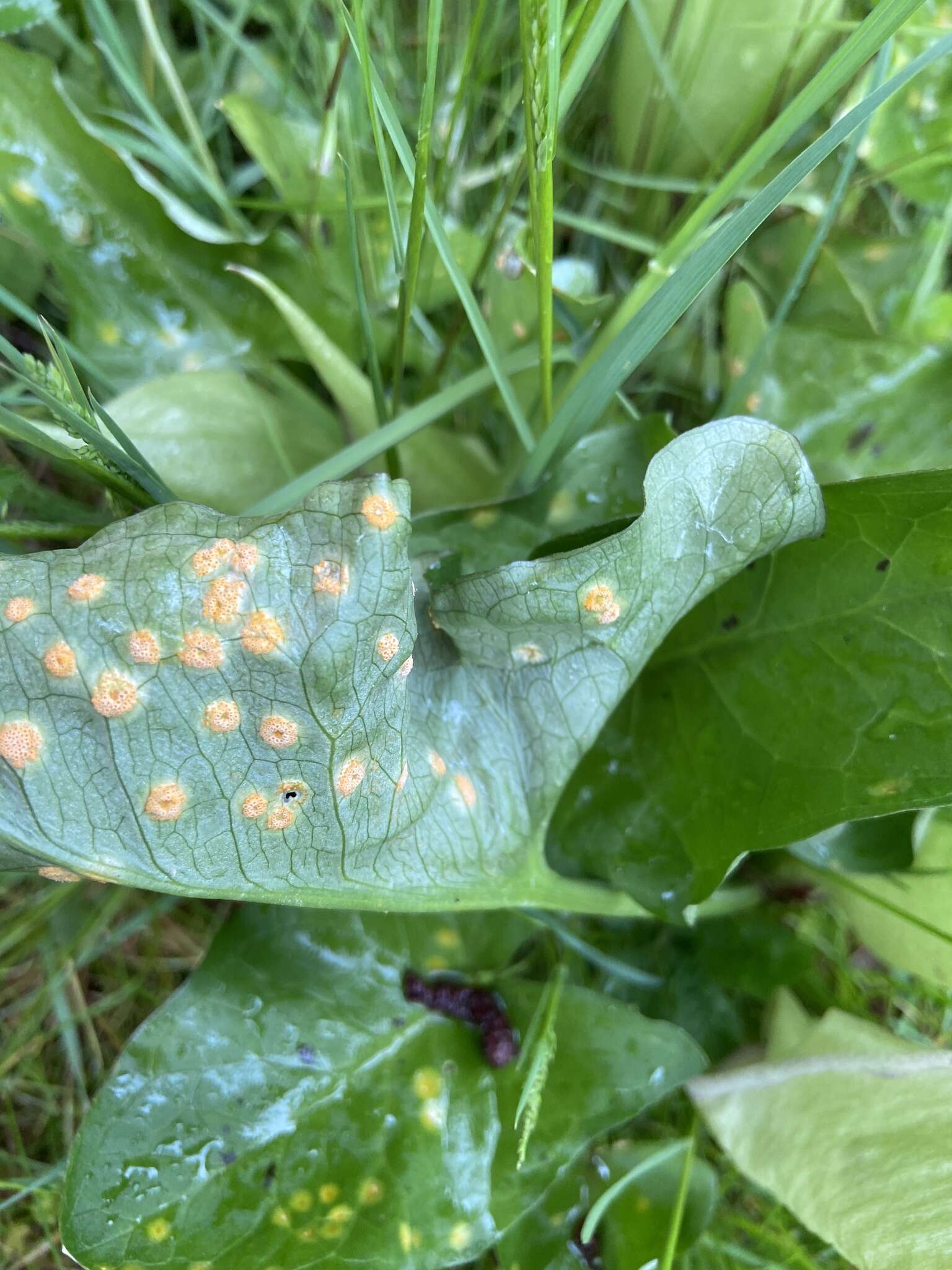 Imagem de Puccinia sessilis J. Schröt. 1870