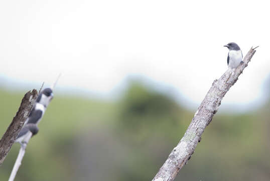 Image of White-breasted Woodswallow