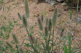 Sivun Trifolium angustifolium L. kuva