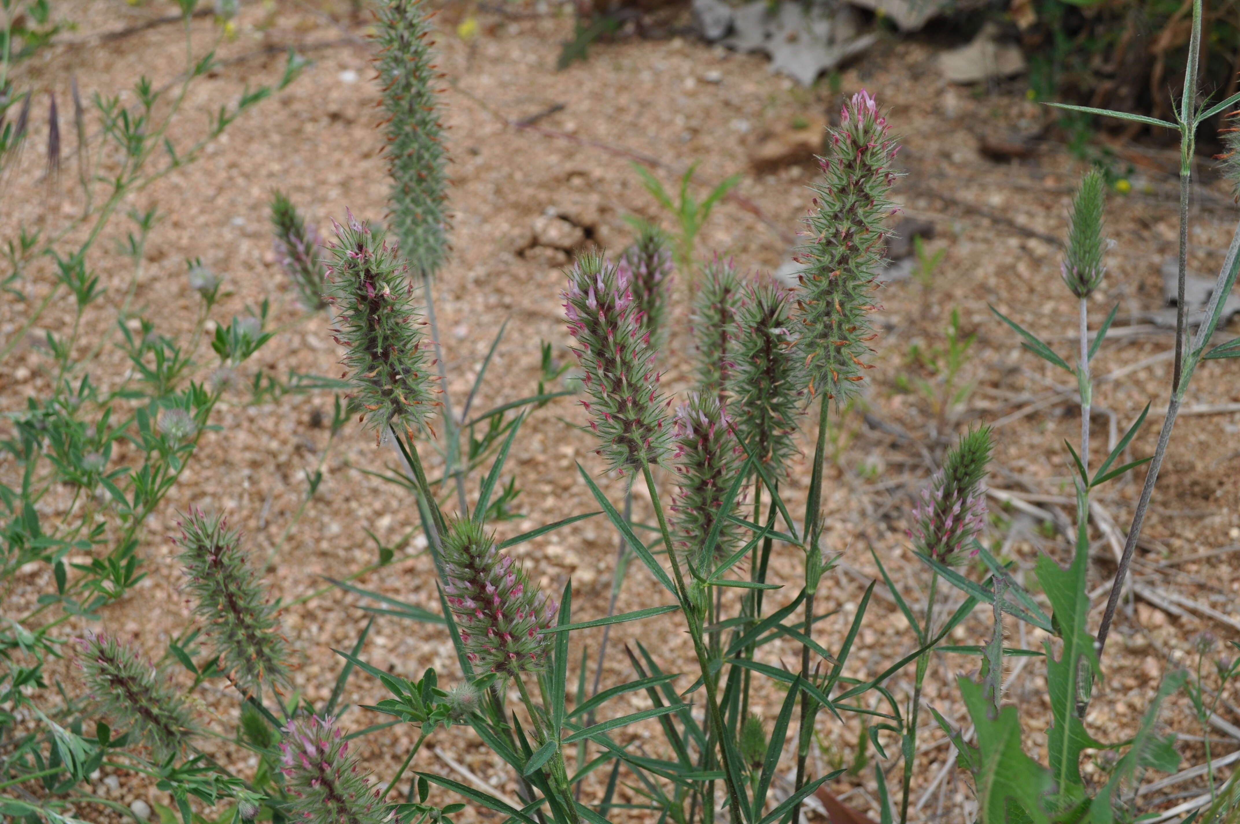 Sivun Trifolium angustifolium L. kuva