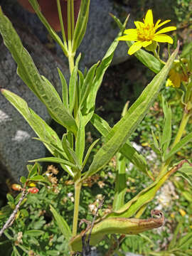 Image of spearleaf arnica