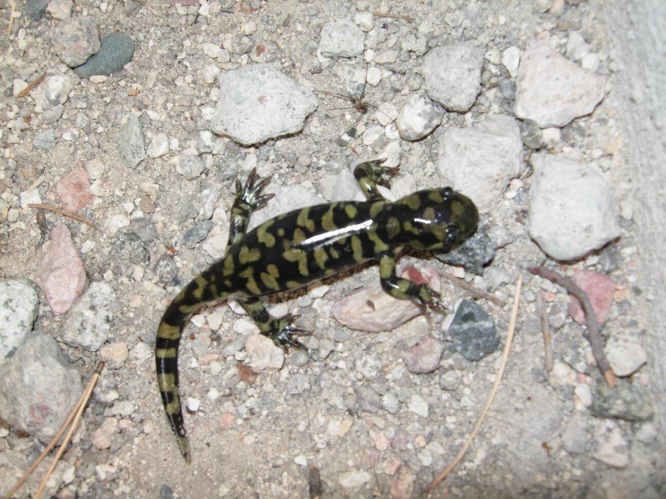 Image of Barred Tiger Salamander