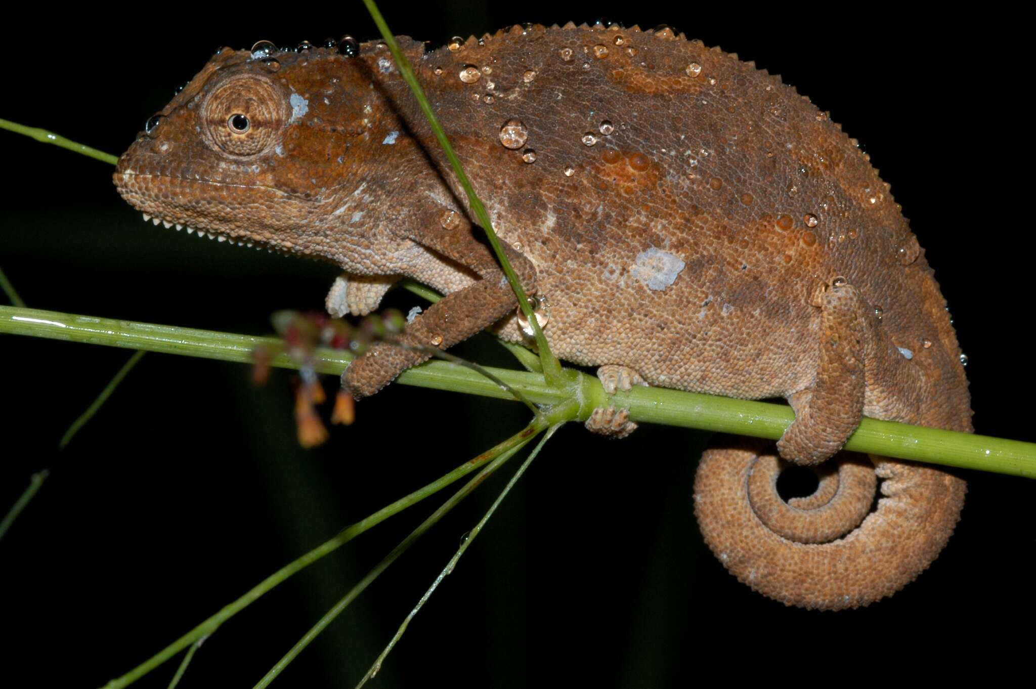 Image of Black-headed Dwarf Chameleon