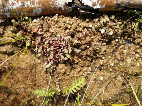 Image of Coral-necklace