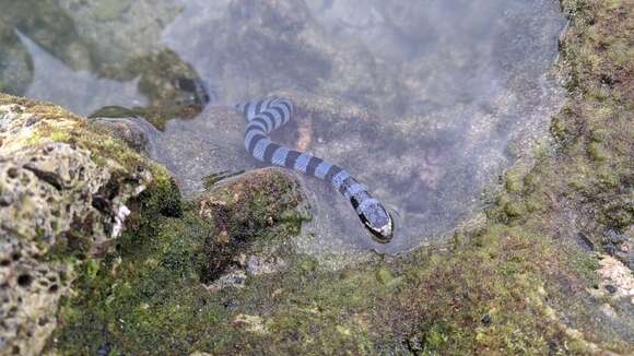 Image of Banded sea krait